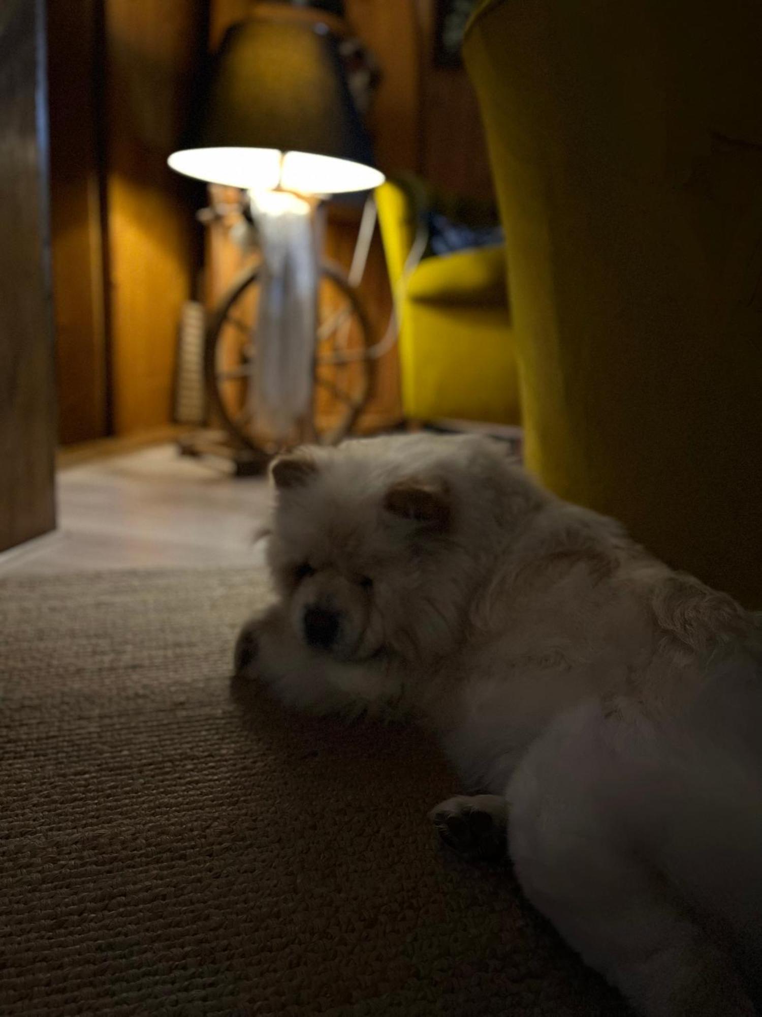 Marina Zakopane Bed & Breakfast ภายนอก รูปภาพ